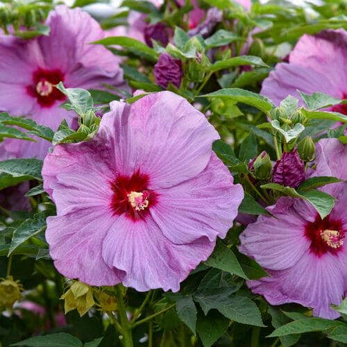 2 Gal. Summerific ‘Lilac Crush’ Rose Mallow (Hibiscus Hybrid), Live Perennial Plant, with Purple Flowers - Hercitys