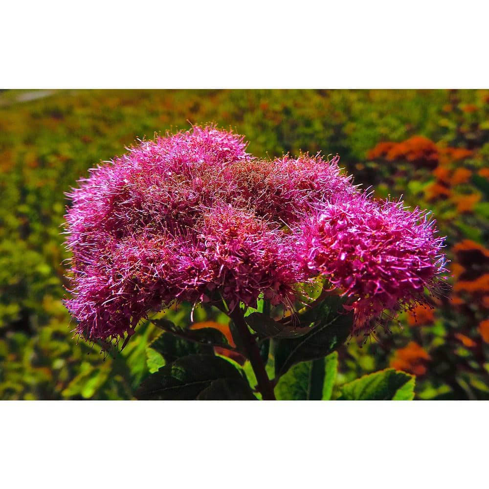 1 Gal. Anthony Waterer Spirea Shrub Huge Pyramidal Clusters of Rosepink Flowers, Dense Spreading Green Foliage - Hercitys