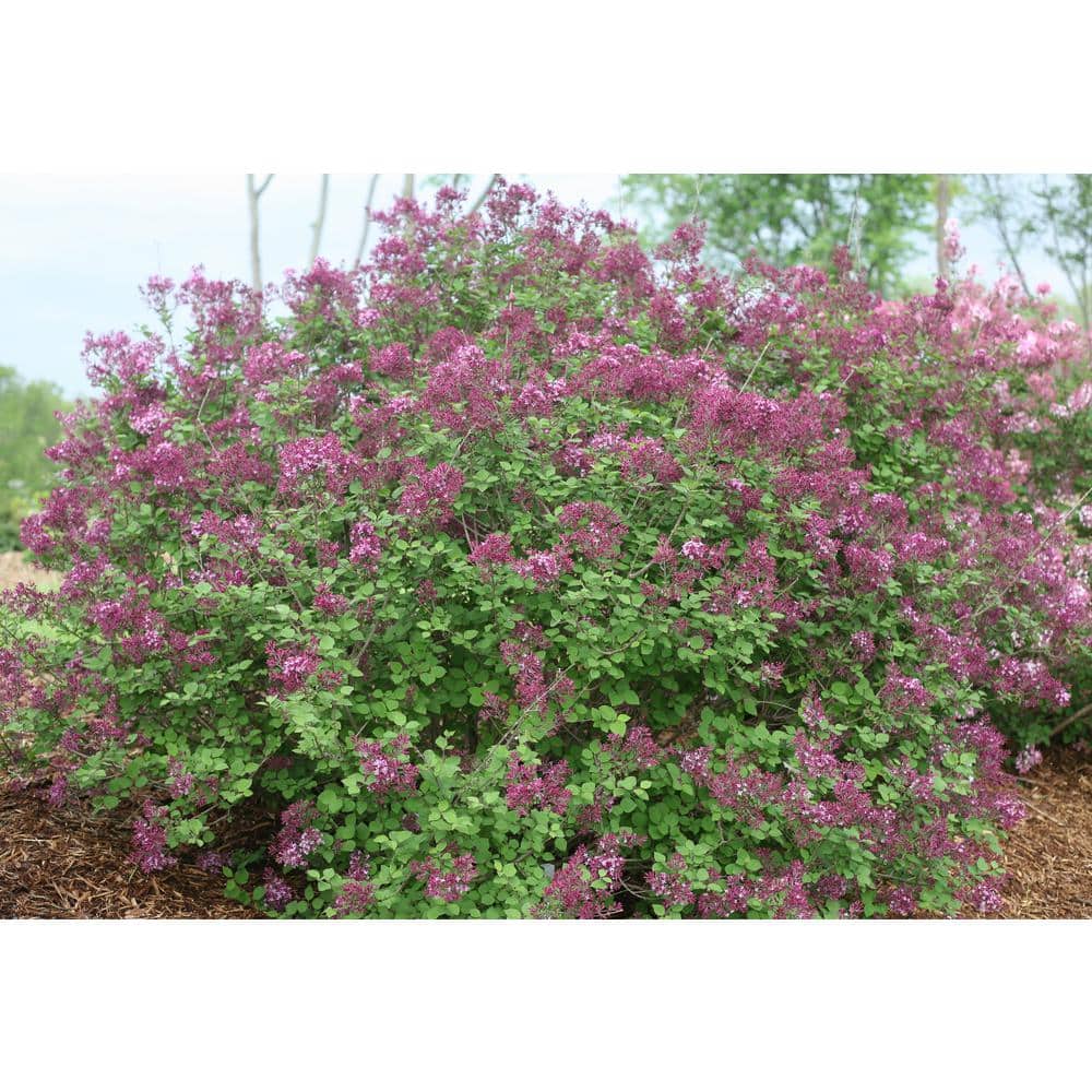 1 Gal. Bloomerang Dark Purple Reblooming Lilac (Syringa) Live Shrub, Purple Flowers - Hercitys