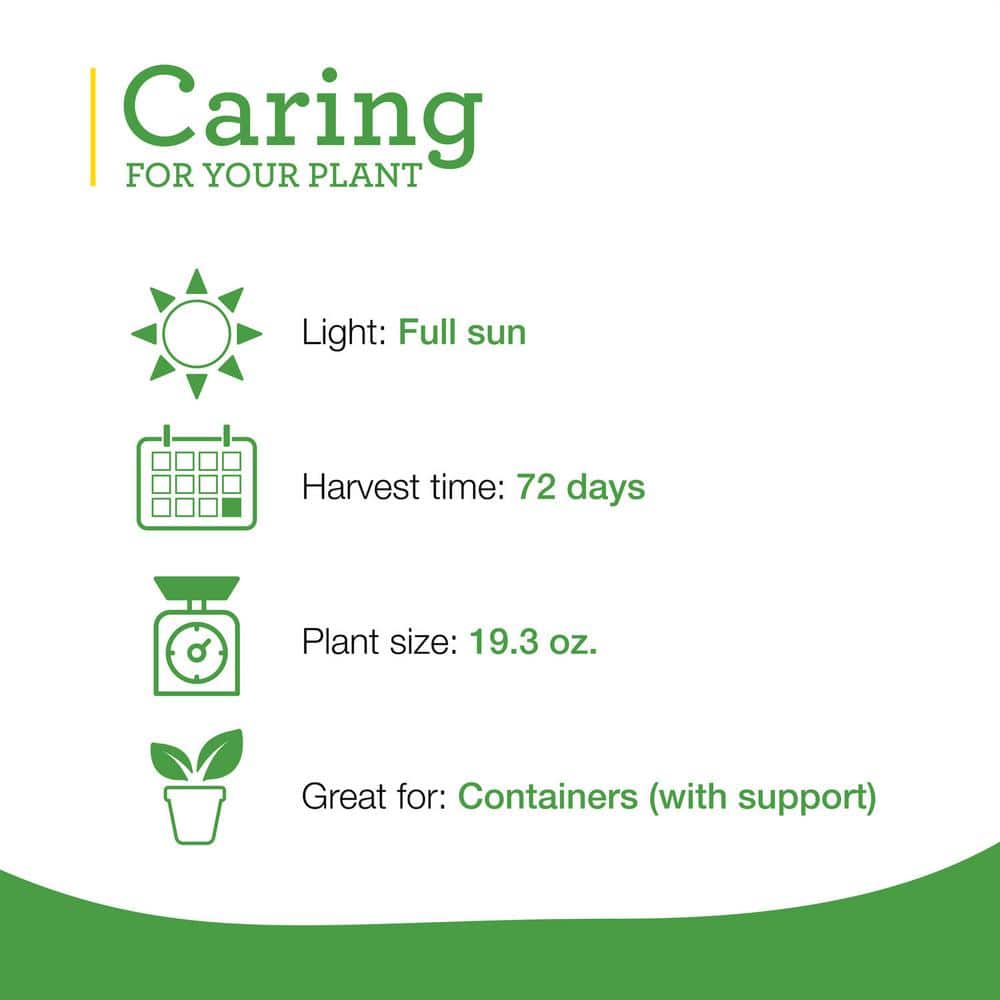 19 oz. Hot Jalapeno Pepper Plant (2-Pack) - Hercitys