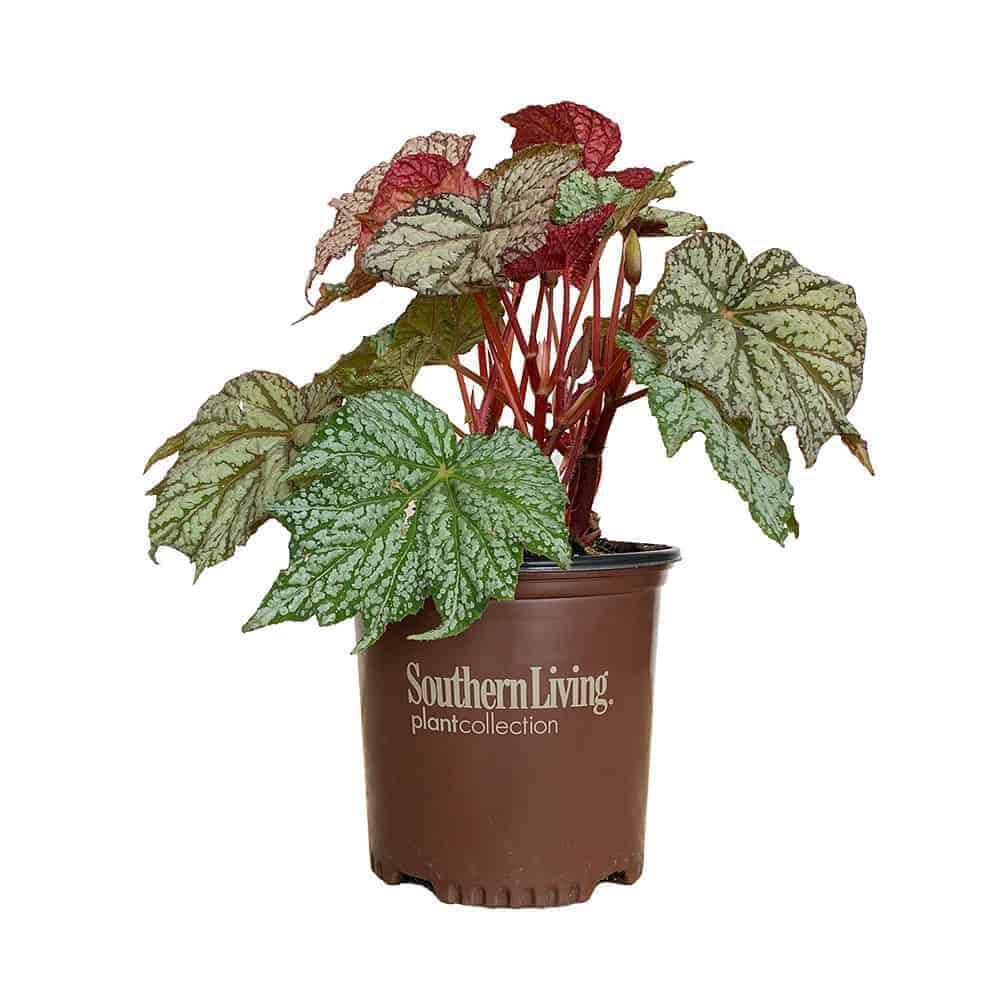 1.5 Gal. ‘Sterling Moon’ Lunar Lights Begonia Flowering Perennial Plant with Pink Flowers - Hercitys
