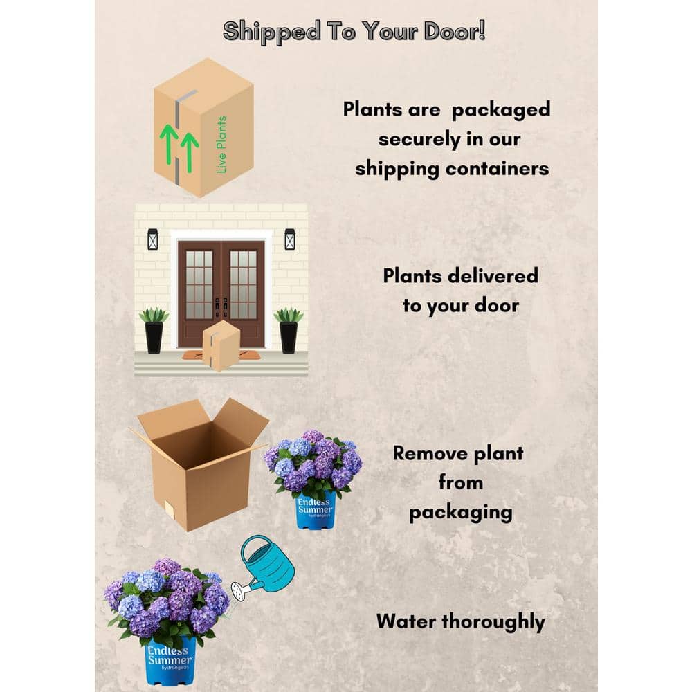 1 Gal. Bloomstruck Reblooming Hydrangea Shrub with Pink and Purple Flowers (2-Pack) - Hercitys