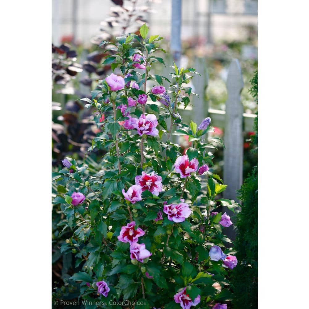 1 Gal. Purple Pillar Rose of Sharon (Hibiscus) Live Shrub, Purple Flowers - Hercitys