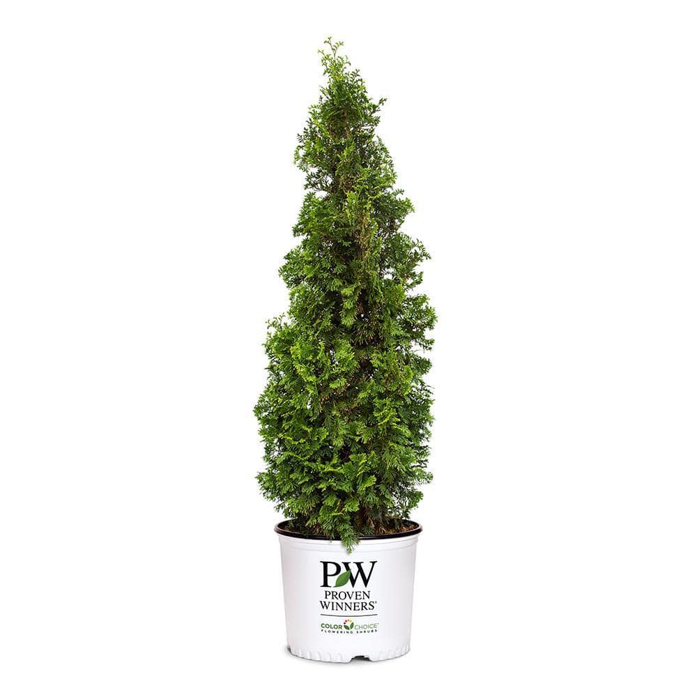 2 Gal. Arborvitae Sting Evergreen Shrub - Hercitys