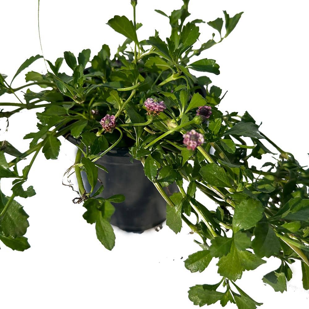 4 in. D x 3.5 in. H Non-Fragrant Turkey Tangle Frogfrui with White/Red/Pink Flowers (5-Pack) - Hercitys