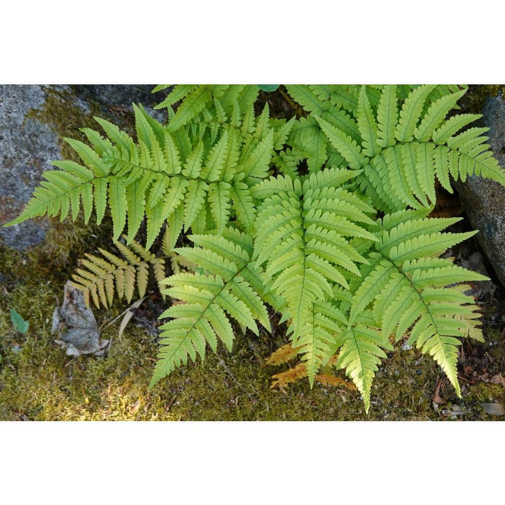 1 Gal. Brilliance Autumn Fern (Dryopteris Erythrosora) Live Shade Perennial Plant with Copper Red Foliage - Hercitys