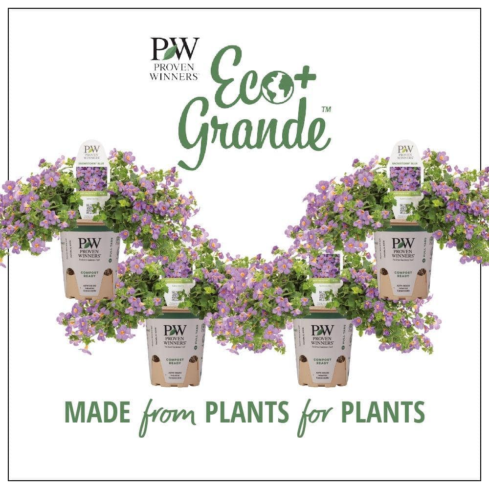 4.25 in. Eco+Grande, Snowstorm Blue Bacopa (Sutera) Live Plant, Lavender-Blue Flowers (4-Pack) - Hercitys