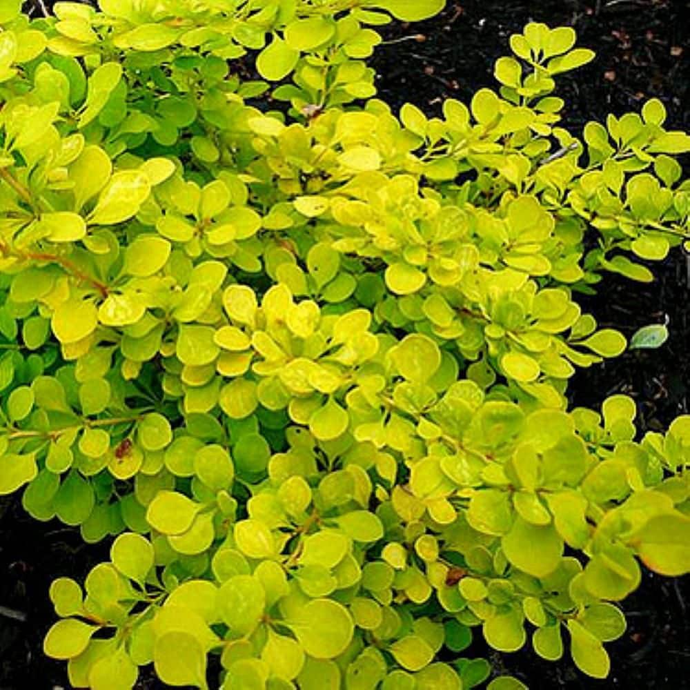 2.5 Qt. Golden ‘Aurea’ Barberry Live Shrub - Hercitys
