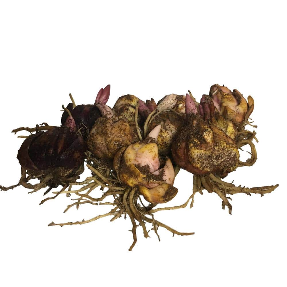 10 Mixed Asiatic and Orieltal Lilies, 10 Lily Bulbs - Hercitys