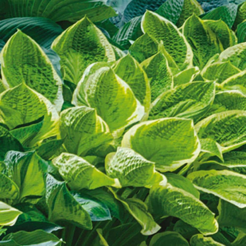 1 Gal. Pot, Aureo Marginata Hosta Potted Perennial Plant (1-Pack) - Hercitys
