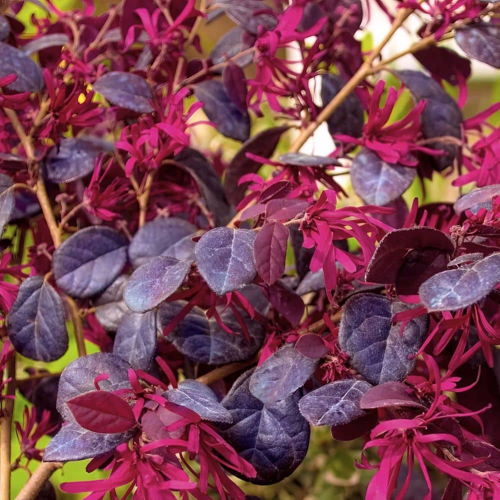 2 Gal. Southern Living ‘Red Diamond’ Loropetalum Plant with Red Blooms - Hercitys