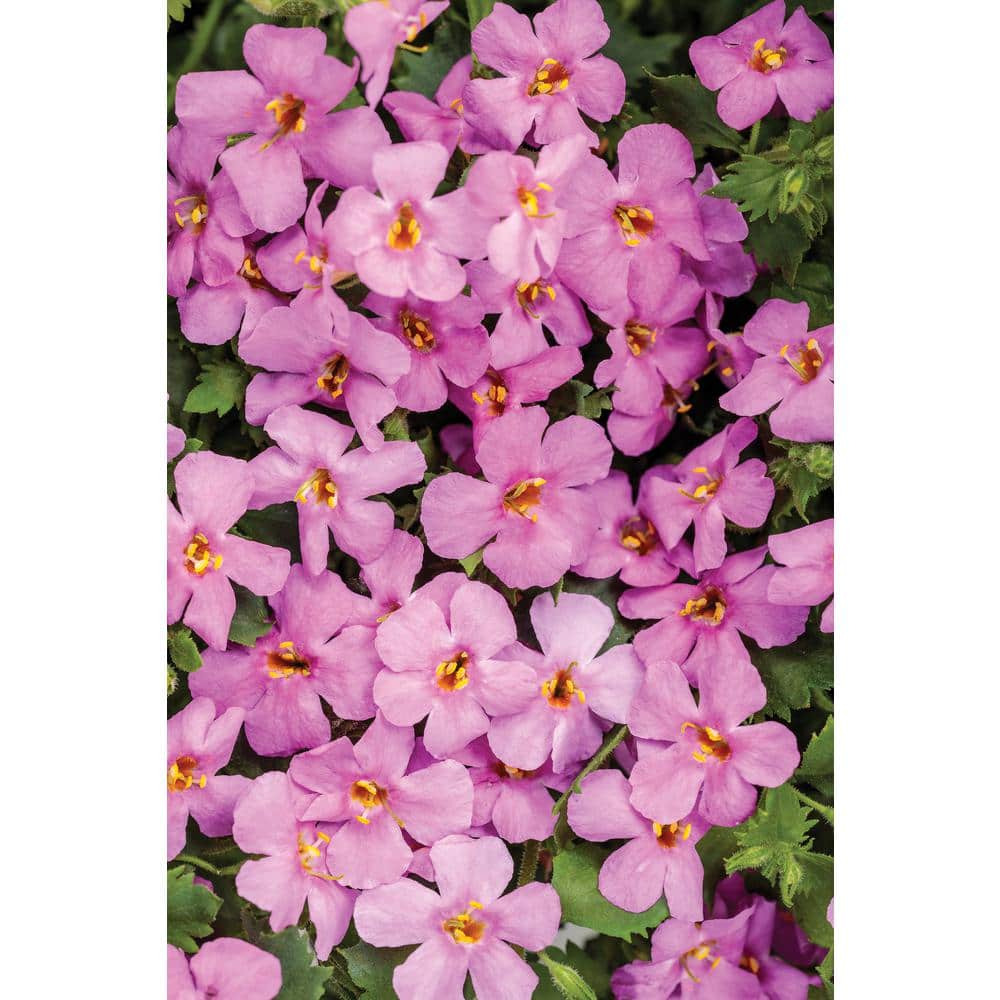 4.25 in. Eco+Grande, Snowstorm Rose Bacopa - Hercitys