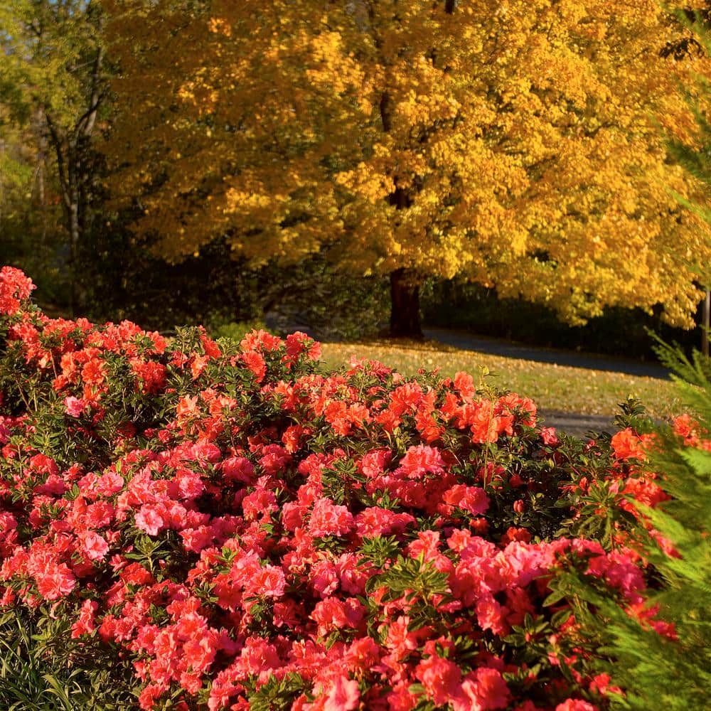 1 Gal. Autumn Empress Azalea Shrub with Semi-Double Pink Flowers - Hercitys