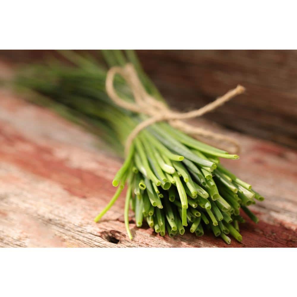 4.25 in. Eco+Grande Medium Chives (Allium schoenoprasum) Live Herb Plant (4-Pack) - Hercitys