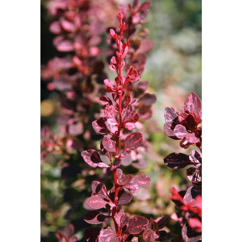 1 Gal. Rose Glow Barberry Shrub Deep Purple Foliage Naturally Mottled with Rosepink Splashes - Hercitys