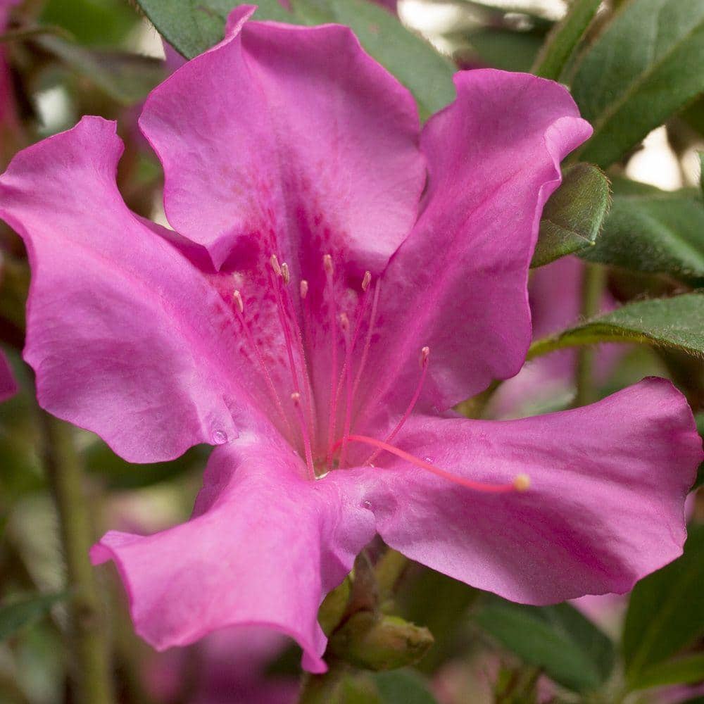 1 Gal. Autumn Royalty Reblooming Azalea Shrub with Purple Flowers - Hercitys