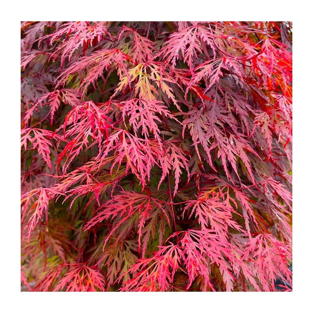 1 gal. Orangeola Deciduous Japanese Maple Tree - Hercitys