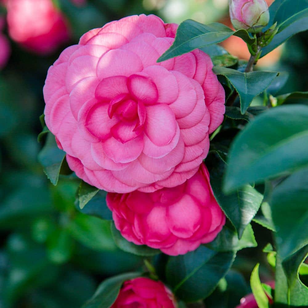 2.5 qt. Early Wonder Camellia Shrub with Formal Pink Double Blooms - Hercitys