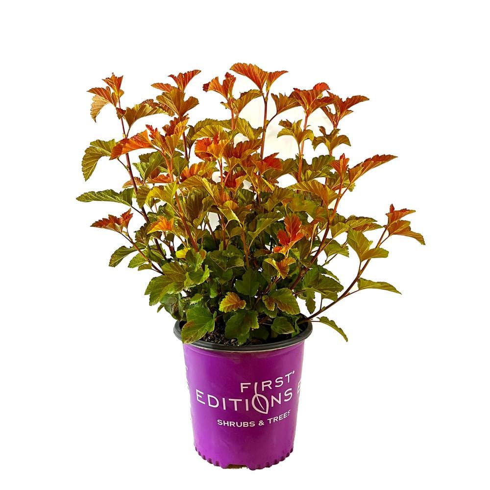 2 Gal. Amber Jubilee Ninebark (Physocarpus) Live Shrub with White Flowers - Hercitys