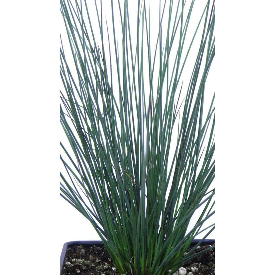 2.5 qt. Perennial Grass Juncus Inflexus Blue Dart (4-Pack) - Hercitys