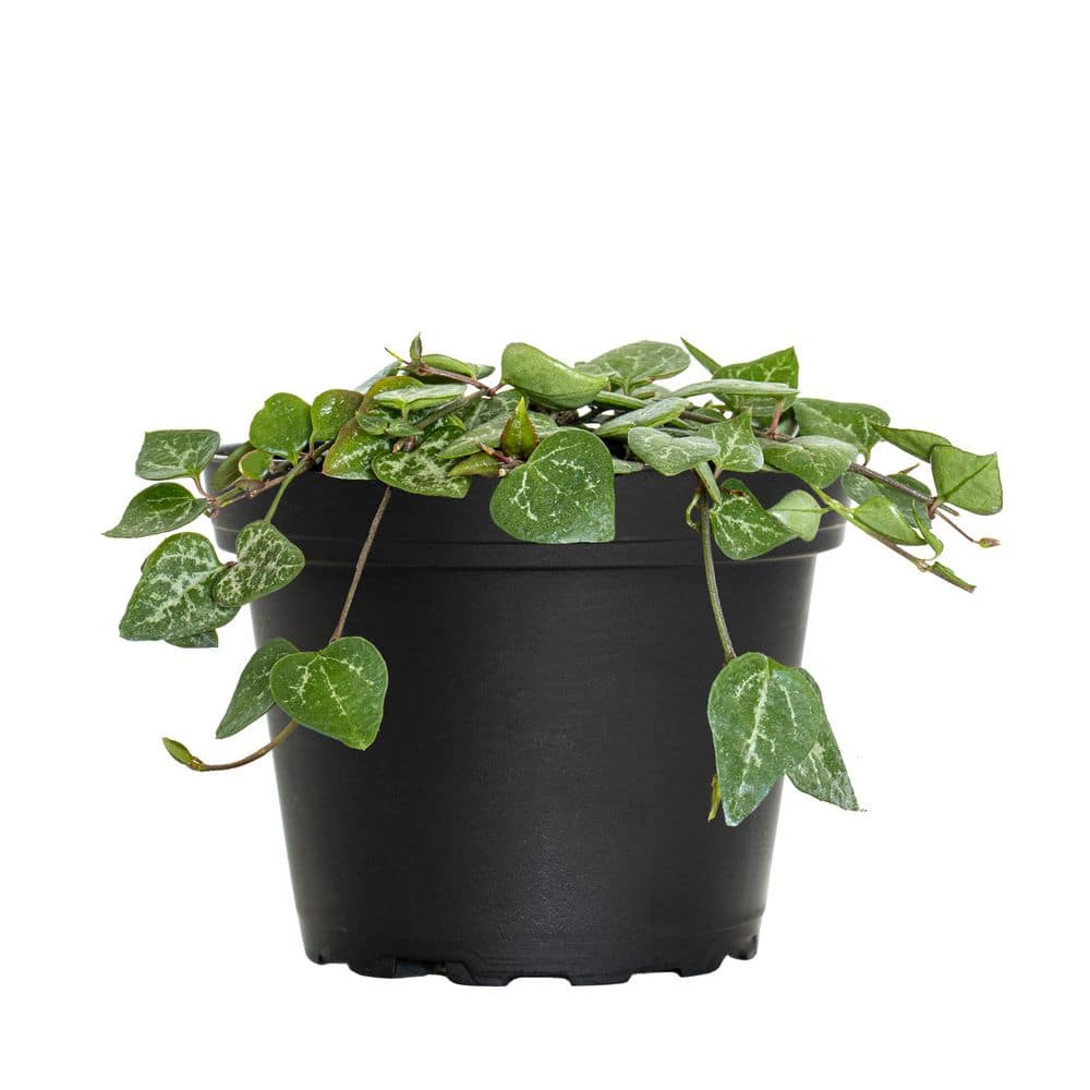 4 in. String of Hearts Ceropegia woodii Succulent Plant in Grower Pot - Hercitys
