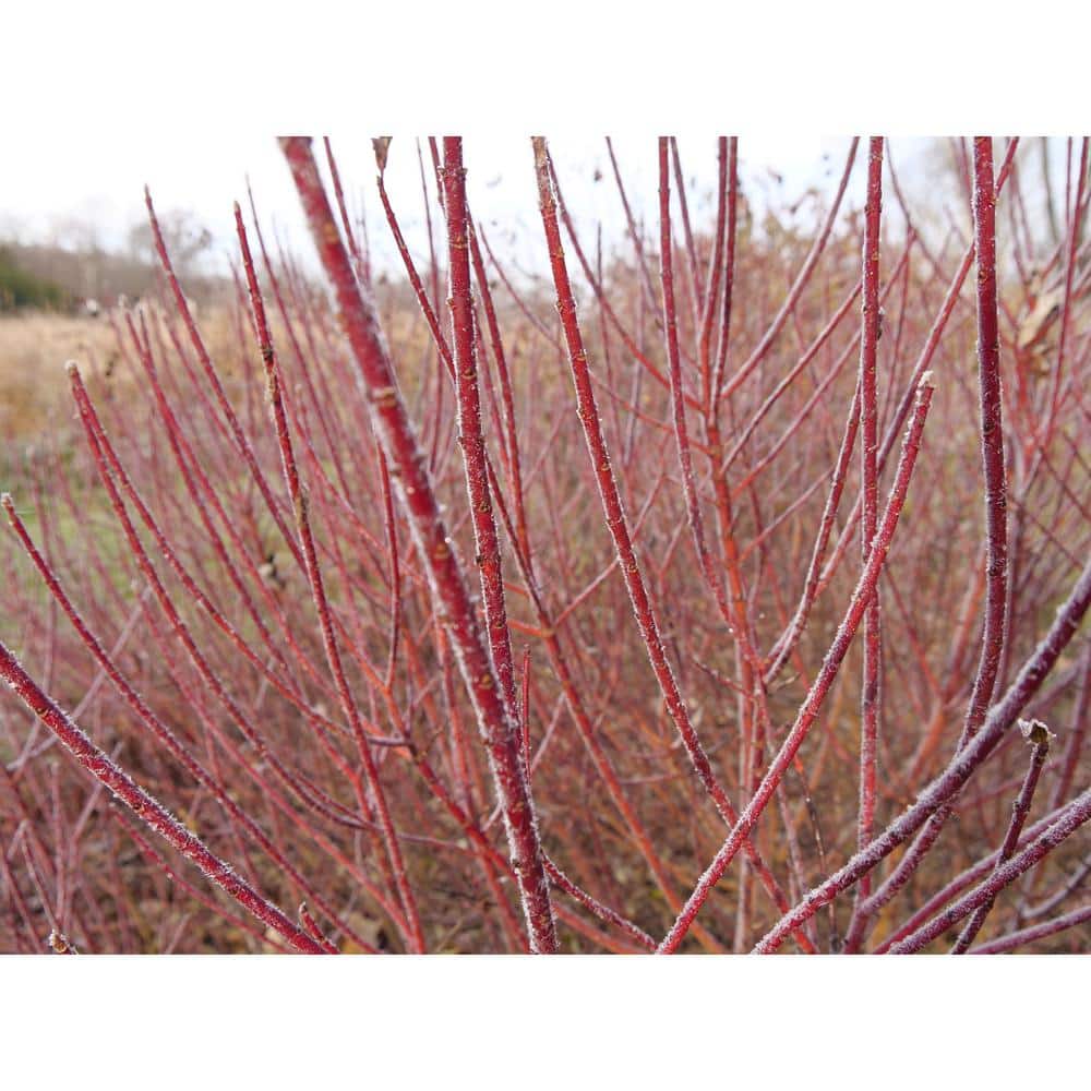 4.5 in Qt. Arctic Fire Red Red-Osier Dogwood (Cornus), Live Shrub, White Flowers - Hercitys