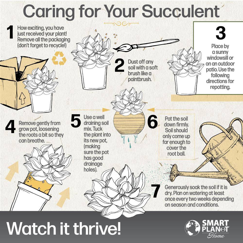 2.5 in. Echeveria Assorted Varieties in Terra Cotta Decco Pots (3-Pack) - Hercitys