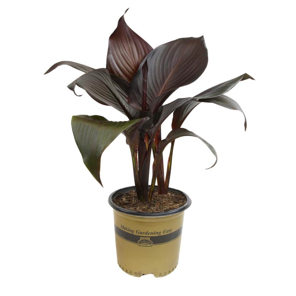 4 qt. Black Canna Tropicanna Lily Tropical Perennial Outdoor Plant with Red Blooms in Grower Pot - Hercitys