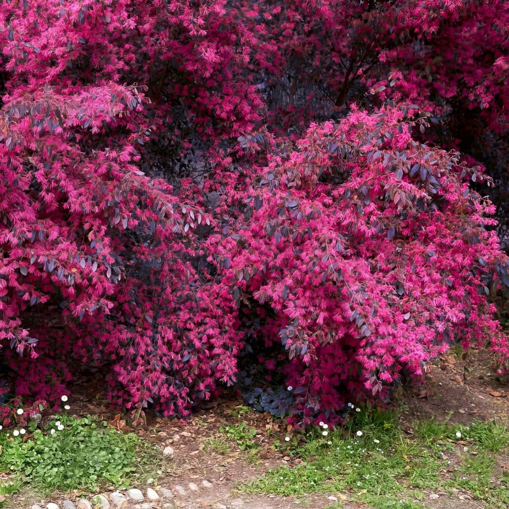 2 Gal. Southern Living ‘Red Diamond’ Loropetalum Plant with Red Blooms - Hercitys