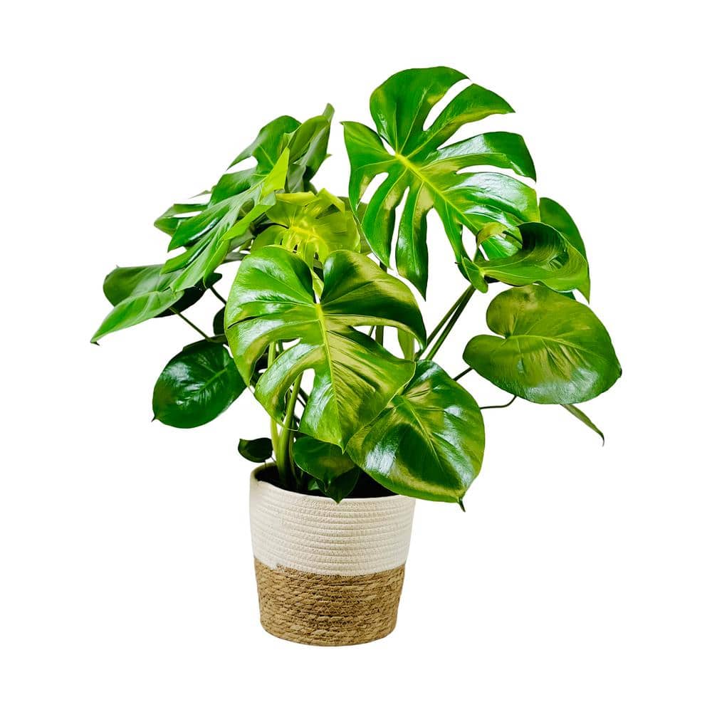 1.9 Gal. Philodendron Monstera Deliciosa Plant in 9.25 in. Deco Weave Basket - Hercitys