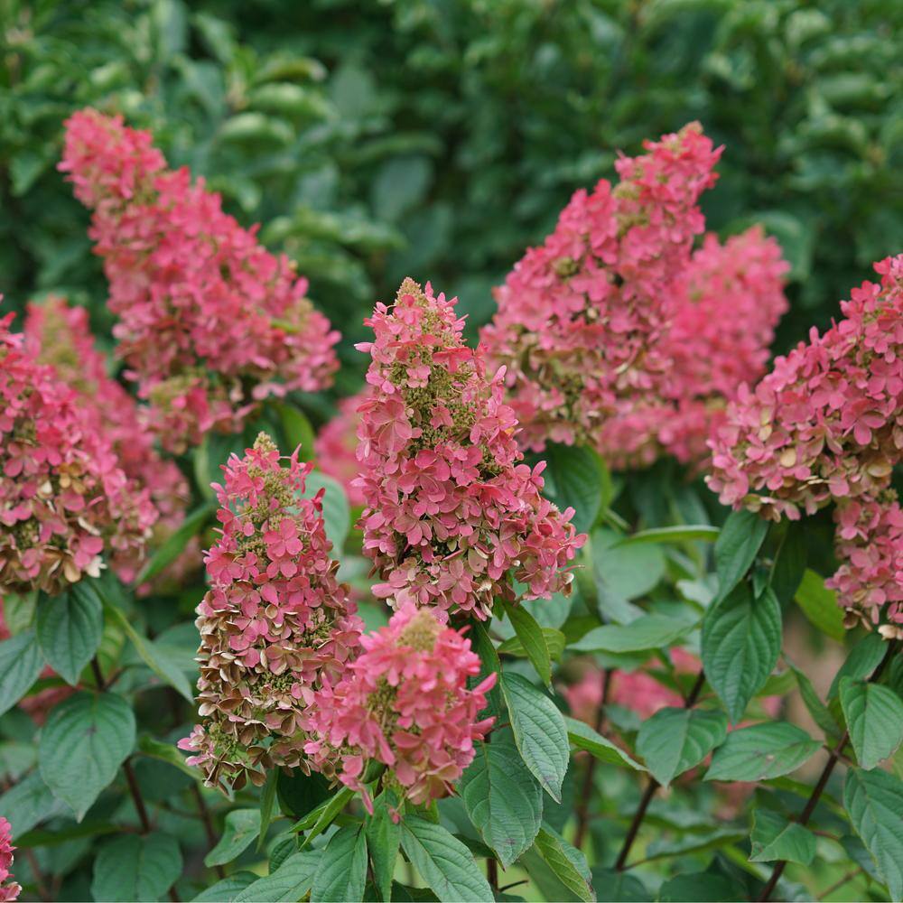1 Gal. Pinky Winky Prime Panicle Hydrangea (Paniculata) Flowering Shrub with White/Pink Flowers - Hercitys
