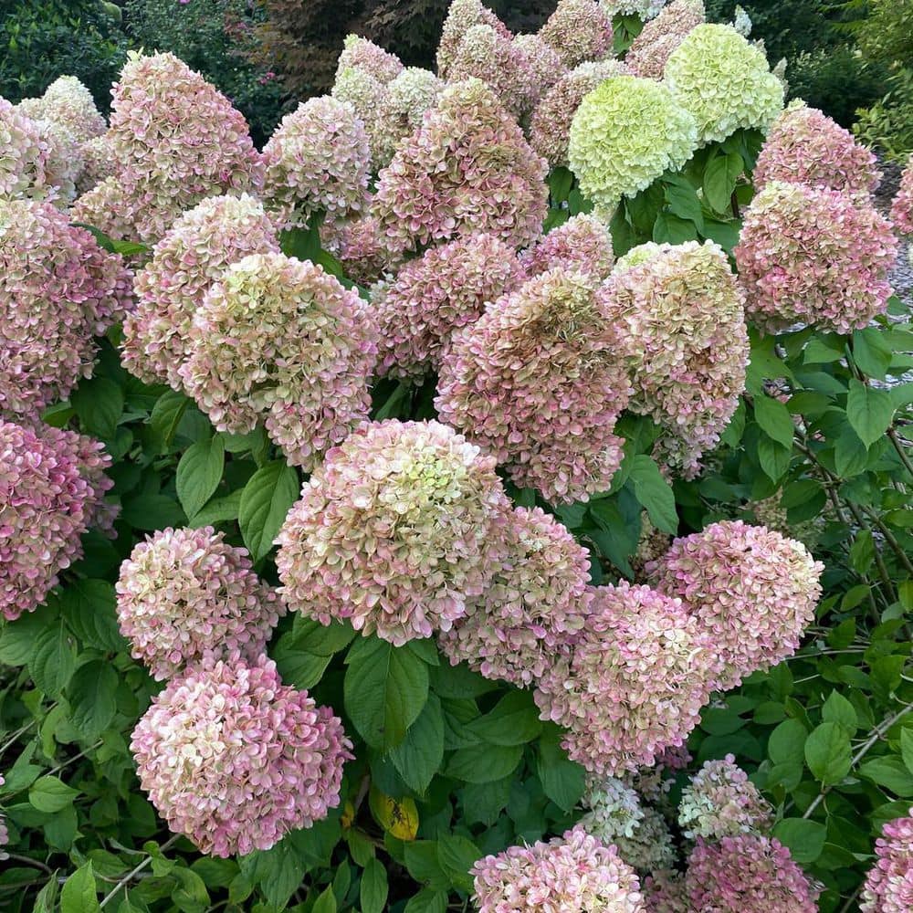 4.5 in. qt. Powerball Panicle Hydrangea (Paniculata) Live Flowering Shrub with Green, White and Pink Flowers - Hercitys
