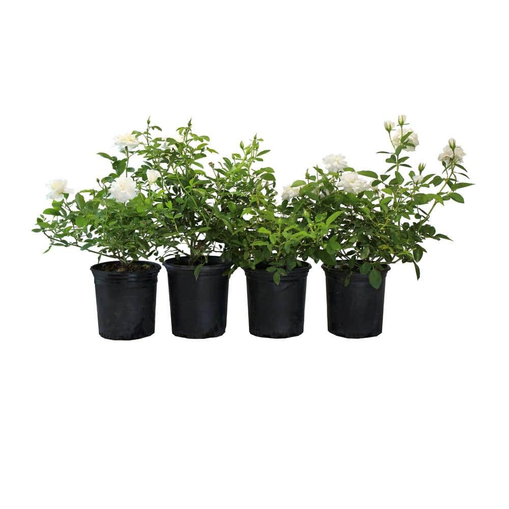 #1 Container Groundcover Roses with White Flowers (4-Pack) - Hercitys