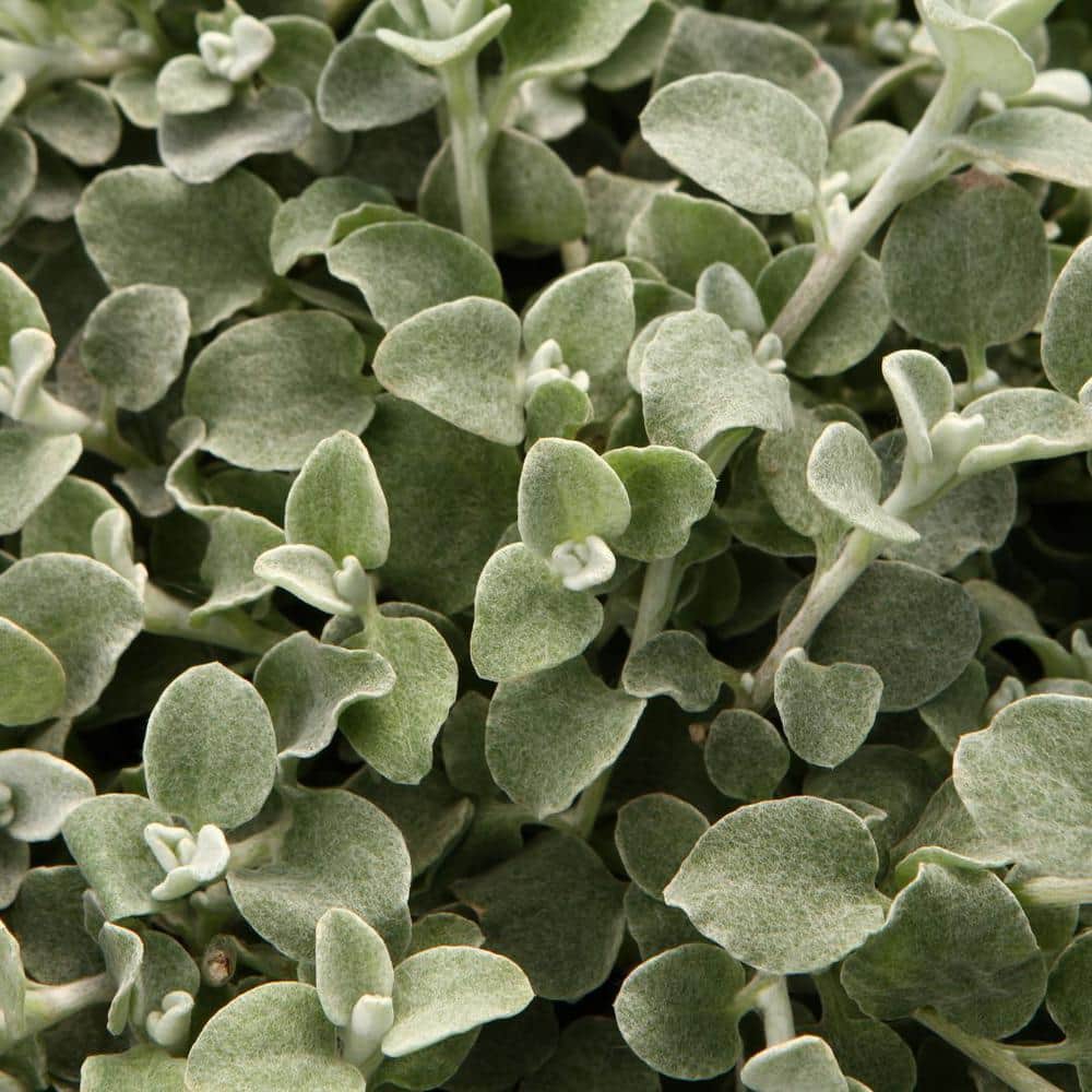 4.25 in. Eco+Grande White Licorice (Helichrysum) Live Plant Silver-White Foliage (4-Pack) - Hercitys