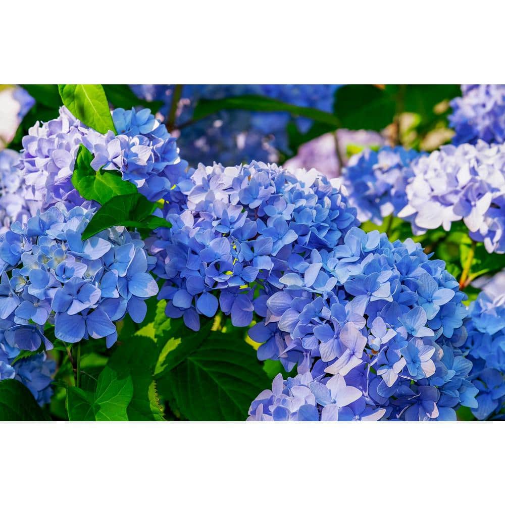 1 Gal. Let’s Dance Rhythmic Blue Hydrangea Shrub Reblooming Skyblue Flowers - Hercitys