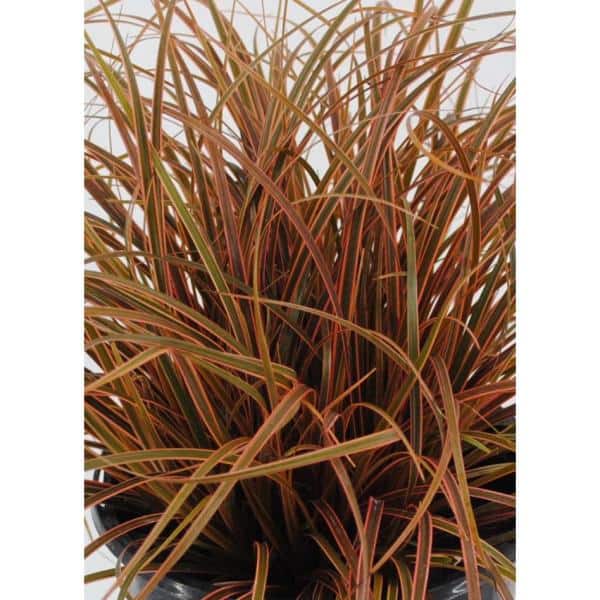 2.5 qt. Perennial Grass Uncinia Rubra Belinda’s Find (4-Pack) - Hercitys