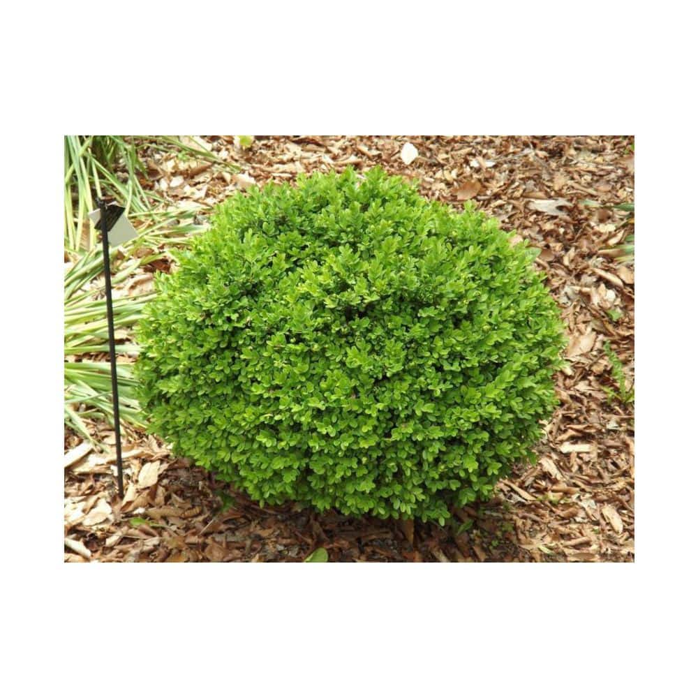 1 Gal. English Boxwood Shrub with Glossy Evergreen Foliage - Hercitys