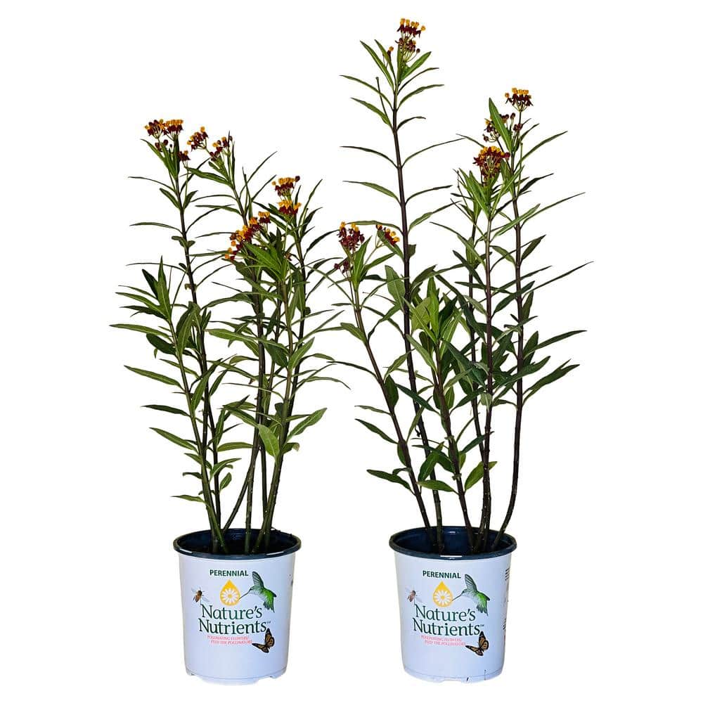 2.5 qt. Asclepias Butterfly Weed Plant Red Flower in Grower’s Pot (2-Packs) - Hercitys