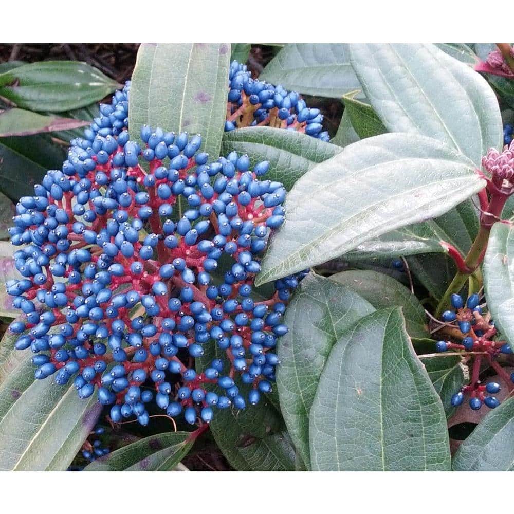 1 Gal. David Viburnum Evergreen Shrub - Hercitys