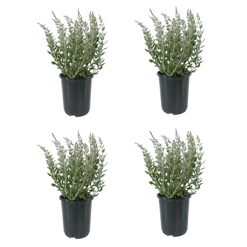 2.5 qt. Perovskia Atriplicifolia Sage Perennial (4-Pack) - Hercitys