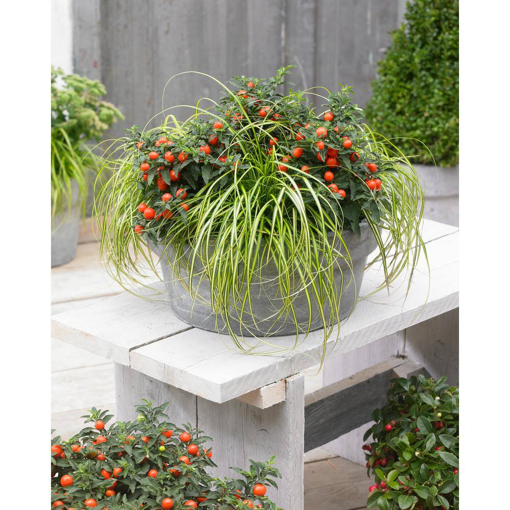 2.5 QT. Grass Carex oshimensis Eversheen - Hercitys