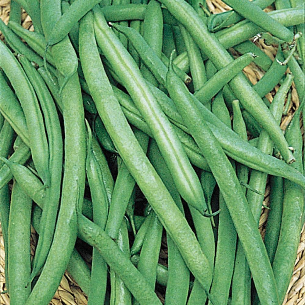 0.5 lb. Bush Bean Early Contender (Seed Packet) - Hercitys