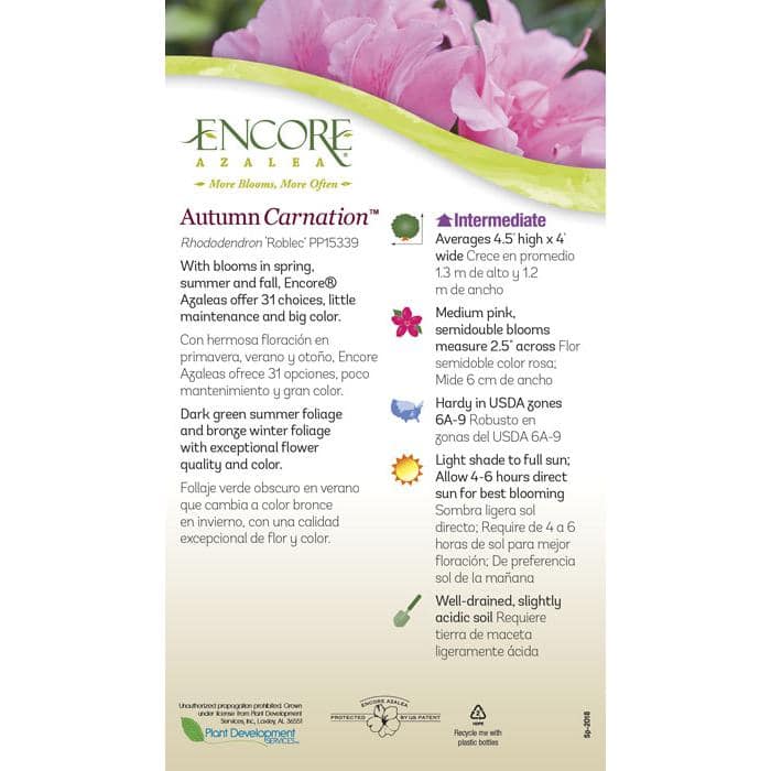 1 Gal. Autumn Carnation Reblooming Azalea Shrub with Pink Flowers - Hercitys