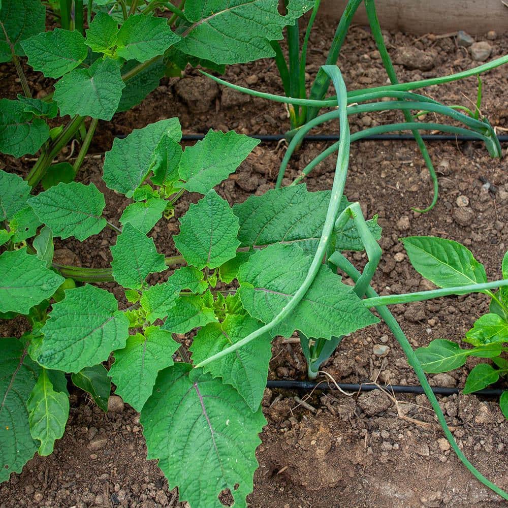 1/4 in. x 100 ft. Dripline with 9 in. Spacing and 0.5 GPH - Hercitys