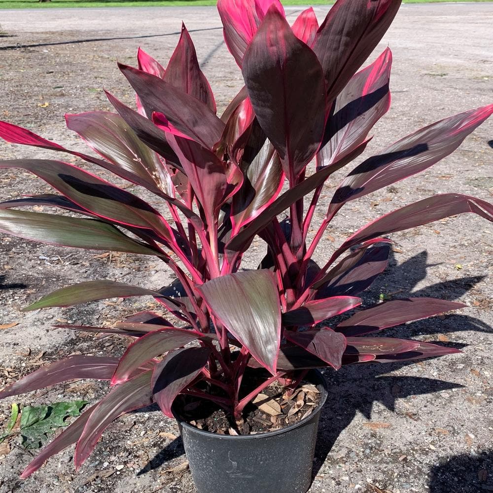 3 Gal. Red Sister Hawaiian Ti Cordyline Plant With Red Foliage - Hercitys