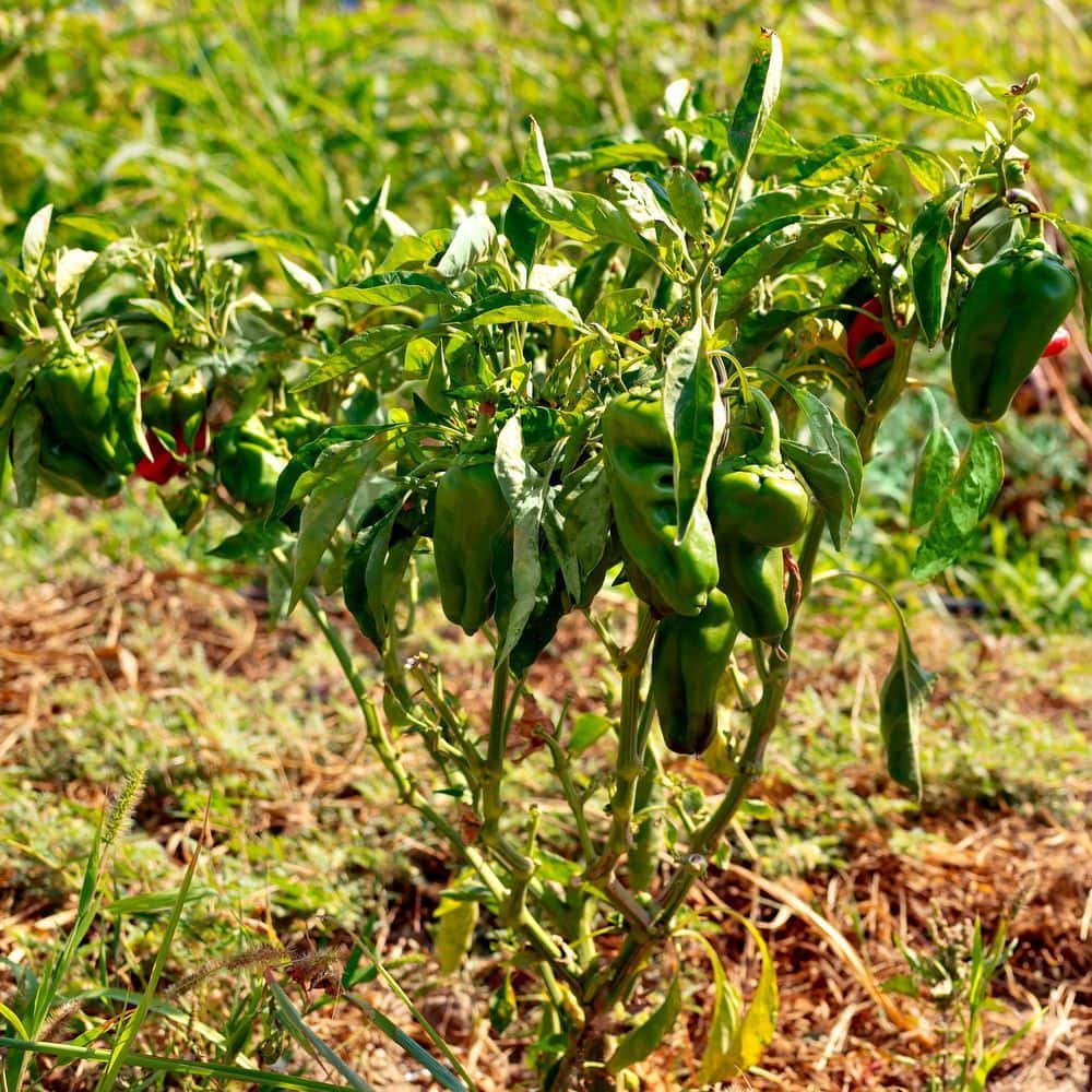 2.5 in. Chile Pepper Plant Collection (4-Pack) - Hercitys