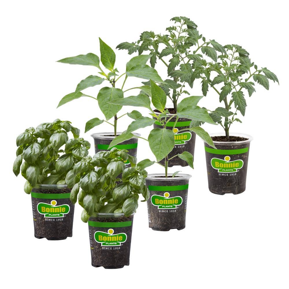 19 oz. Garden Combo (2-Cherry Tomato, 2-Basil, 2-Jalapeno) Live Plants (6-Pack) - Hercitys