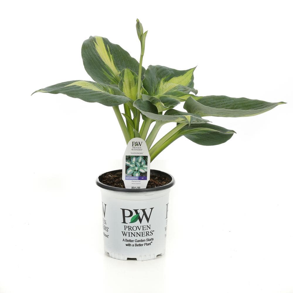 0.65 Gal. Shadowland Hudson Bay (Hosta) Live Plant, Variegated Foliage - Hercitys