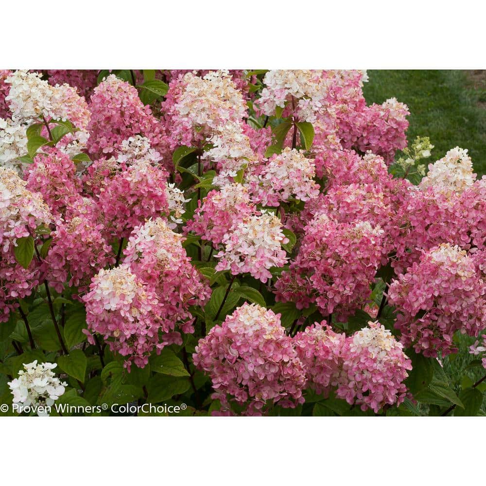 1 Gal. Fire Light Hardy Hydrangea (Paniculata) Live Shrub, White to Pink and Red Flowers - Hercitys