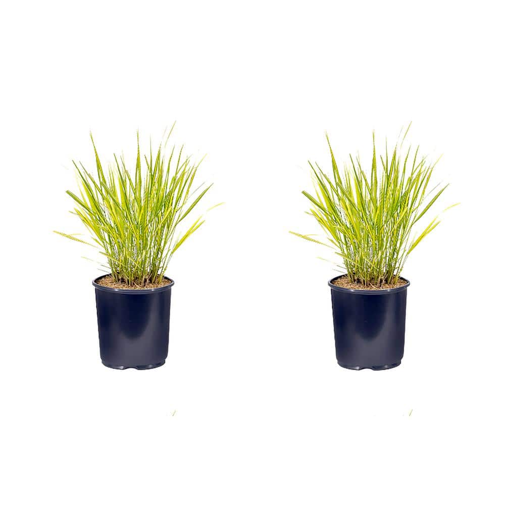 2.5 qt. Calamagrostis A El Dorado Perennial Plant with No Flowers – (2-Pack) - Hercitys